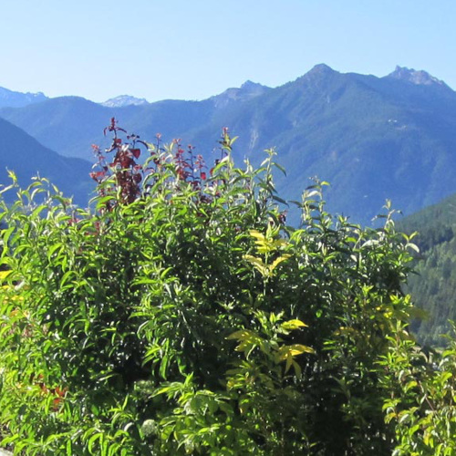 Vue des sommets du briançonnais depuis un jardin d'altitude dont l'entretien des espaces verts a été confié à un paysagiste