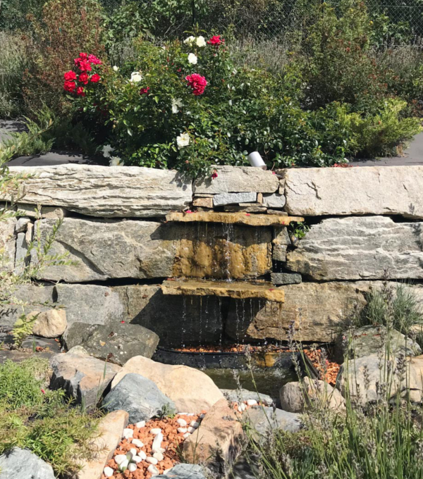 Fontaine en pierre sous un massif de rose, réalisé par des paysagistes spécialiste des jardins de montagne