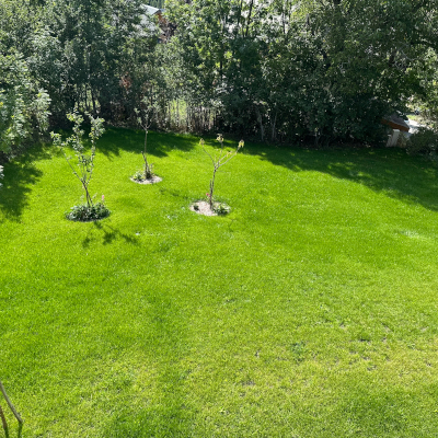 Des arbres viennent d'être plantés dans un jardin vert par nos paysagistes de Concept Jardin